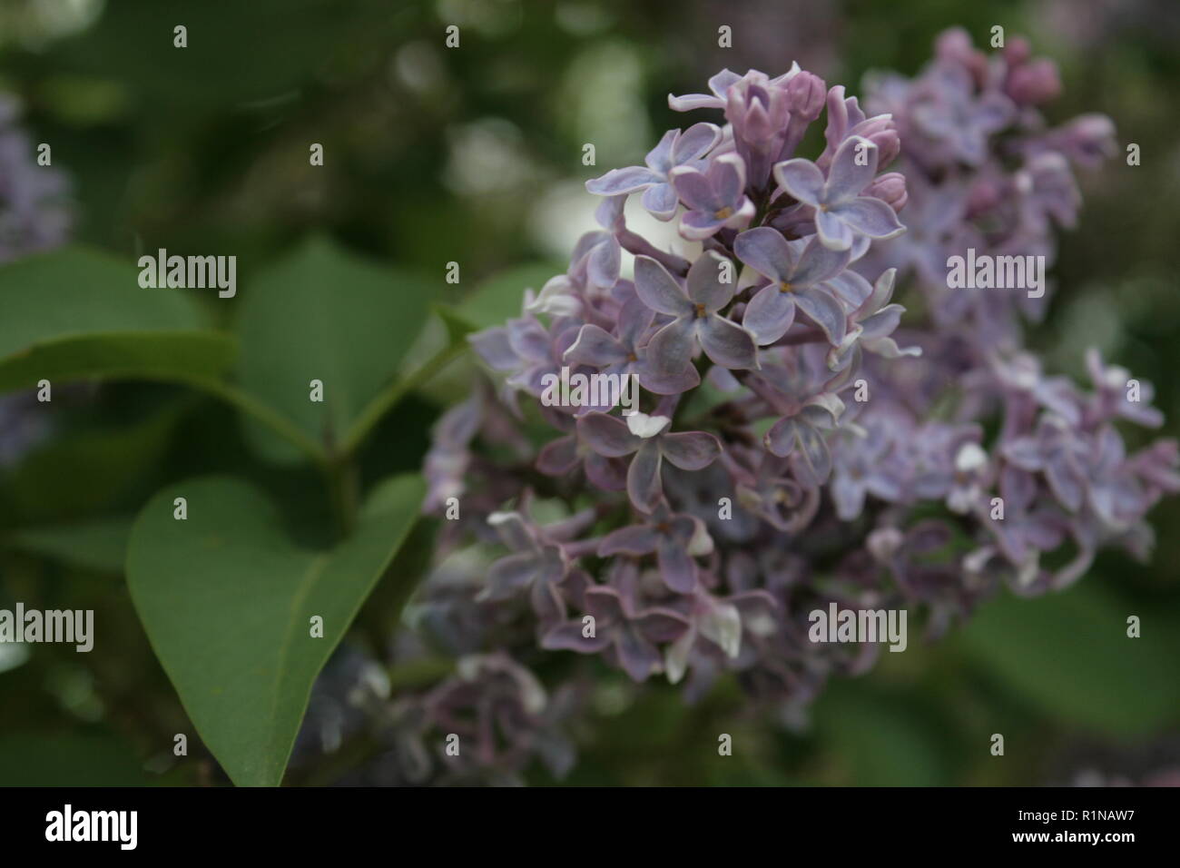 Frühjahr Flieder und Bokeh Stockfoto