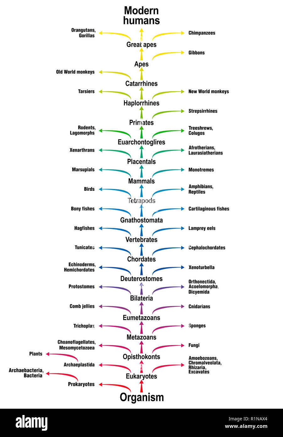 Baum des Lebens aller Lebewesen. Stammbaum der biologischen Wissenschaft, die sich mit der Trunk (Aufträge/Unteraufträge) und Branchen (Ergänzende Lebensformen). Classifica Stockfoto