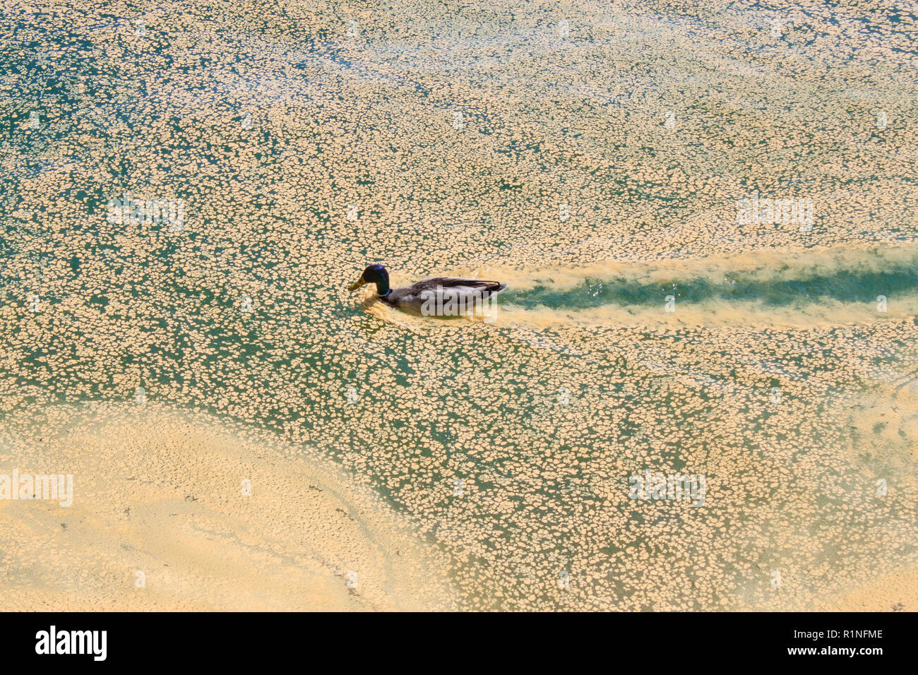 Männliche Stockente ist damit die Möglichkeit, durch gelbe Pollen auf der Oberfläche des Wassers des Sees. Stockfoto