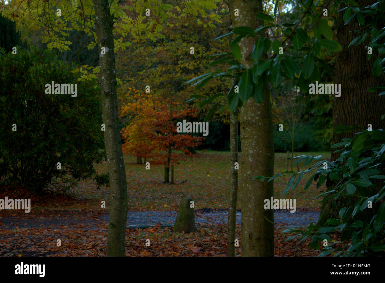 Belleisle Park, Ayr, Schottland im Herbst Farben Stockfoto