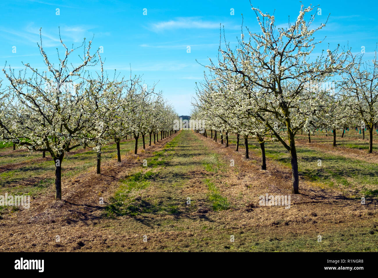 Reichlich spring blossom in gepflegten Pflaumenbaum Obstgärten in der Menge in der Nähe von Villeneuve-sur-Lot, Lot-et-Garonne, Frankreich. Die Gegend um Agen im Südwesten Frankreichs ist gut für Plum Produktion bekannt. Stockfoto