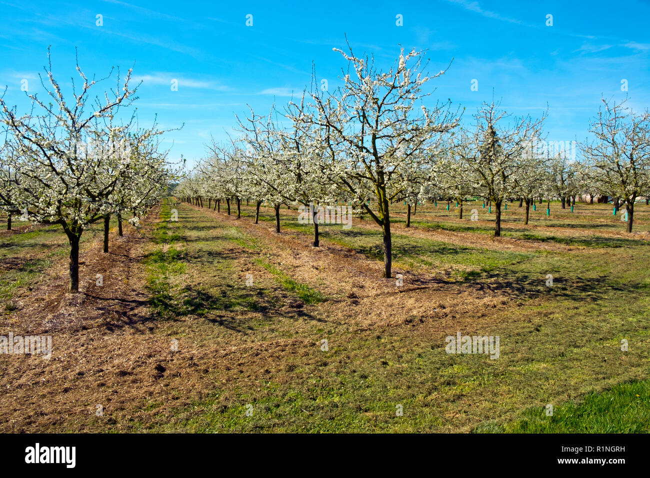 Reichlich spring blossom in gepflegten Pflaumenbaum Obstgärten in der Menge in der Nähe von Villeneuve-sur-Lot, Lot-et-Garonne, Frankreich. Die Gegend um Agen im Südwesten Frankreichs ist gut für Plum Produktion bekannt. Stockfoto