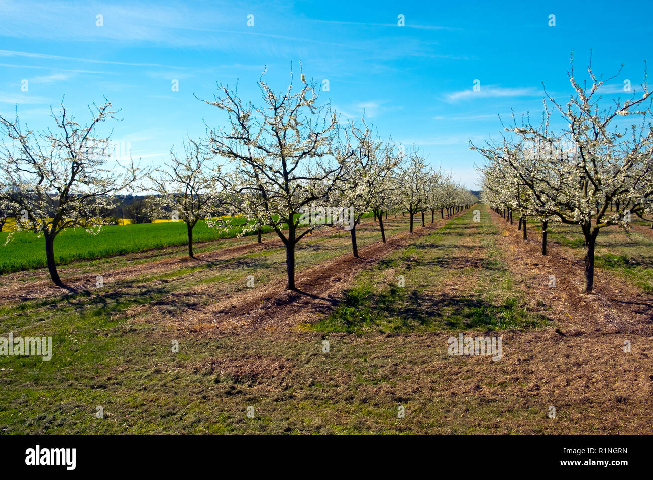 Reichlich spring blossom in gepflegten Pflaumenbaum Obstgärten in der Menge in der Nähe von Villeneuve-sur-Lot, Lot-et-Garonne, Frankreich. Die Gegend um Agen im Südwesten Frankreichs ist gut für Plum Produktion bekannt. Stockfoto