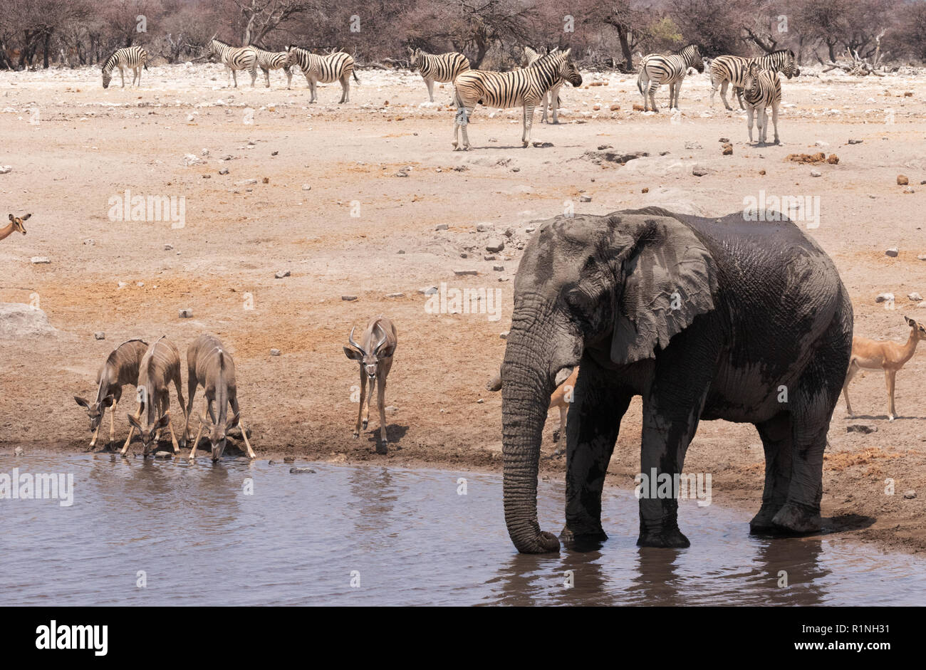 Afrika Wildlife, Afrika reisen; - Elefanten, Kudus Zebras und Impalas - Vielfalt der wilden Tiere an einem Wasserloch, Etosha National Park, Namibia, Afrika - Stockfoto