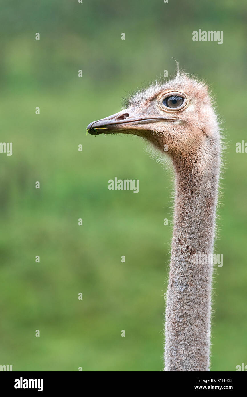 Strauß langen Hals und Kopf Stockfoto