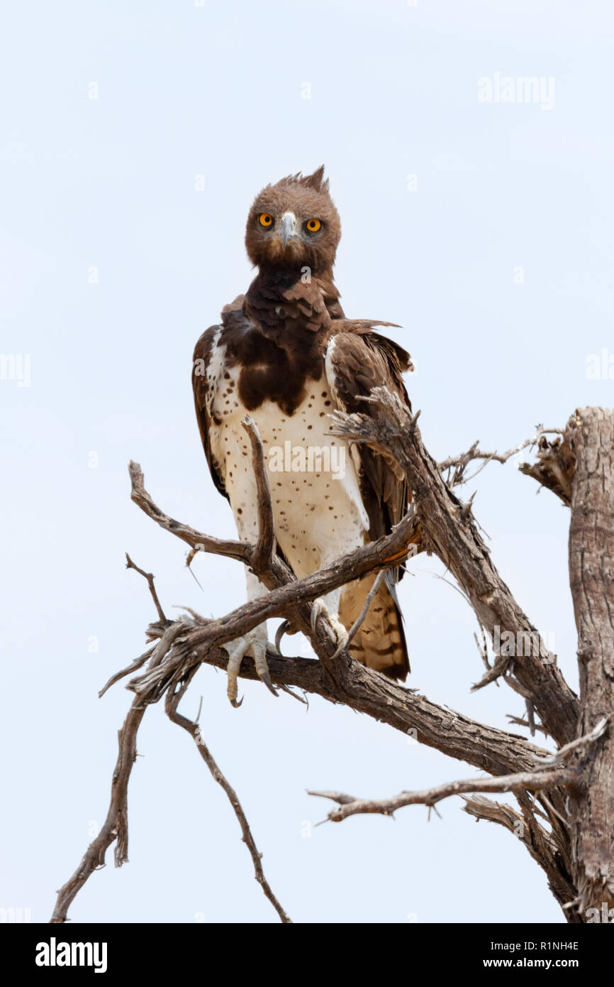 Martial Eagle (Polemaetus bellicosus) in einem Baum gehockt, Etosha National Park, Namibia, Afrika Stockfoto