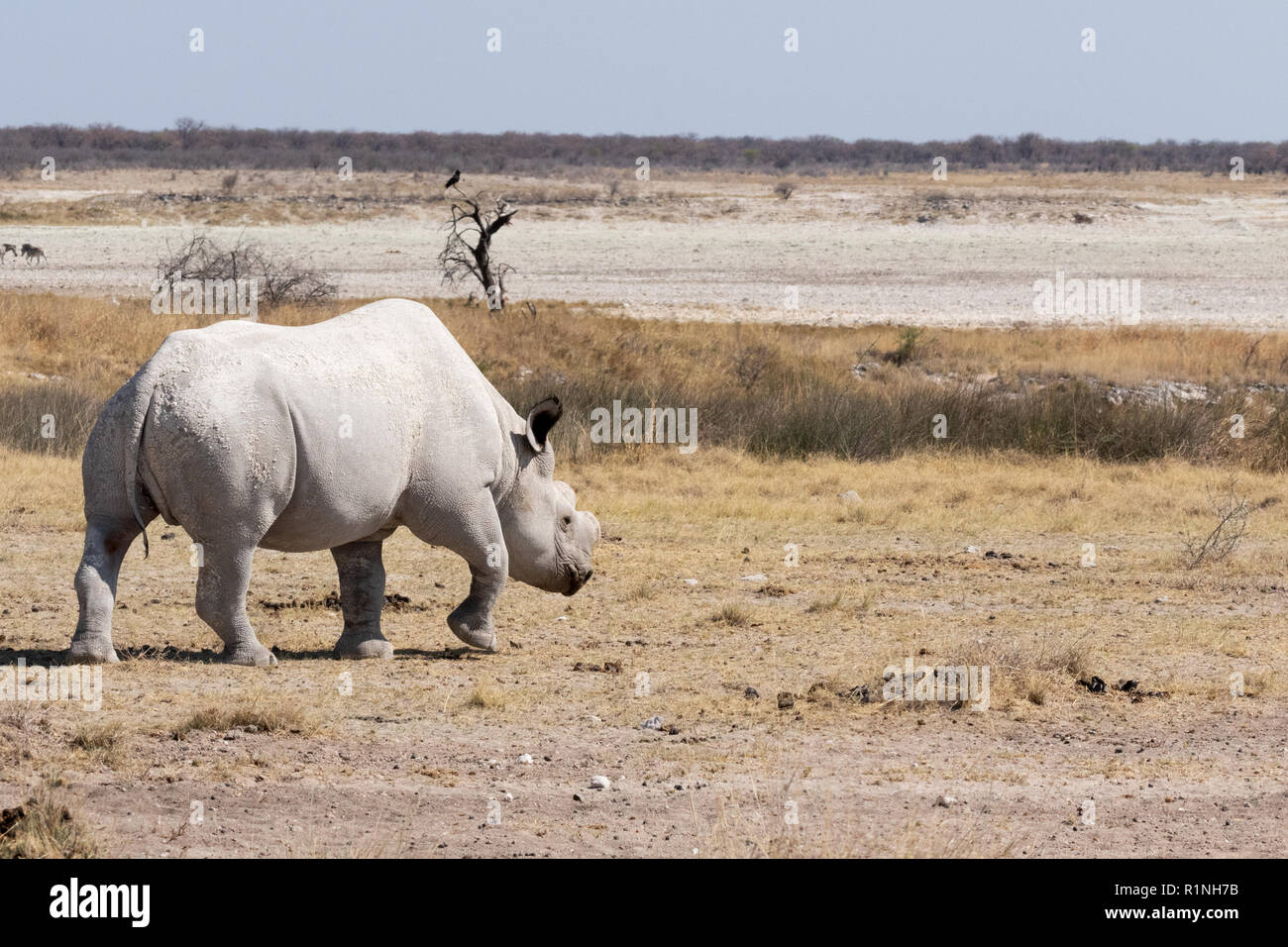 Gefährdete Arten - ein Erwachsener White Rhino, Rhinocerotidae), Beispiel für gefährdete Tiere, Wandern im Etosha National Park, Namibia, Afrika Stockfoto