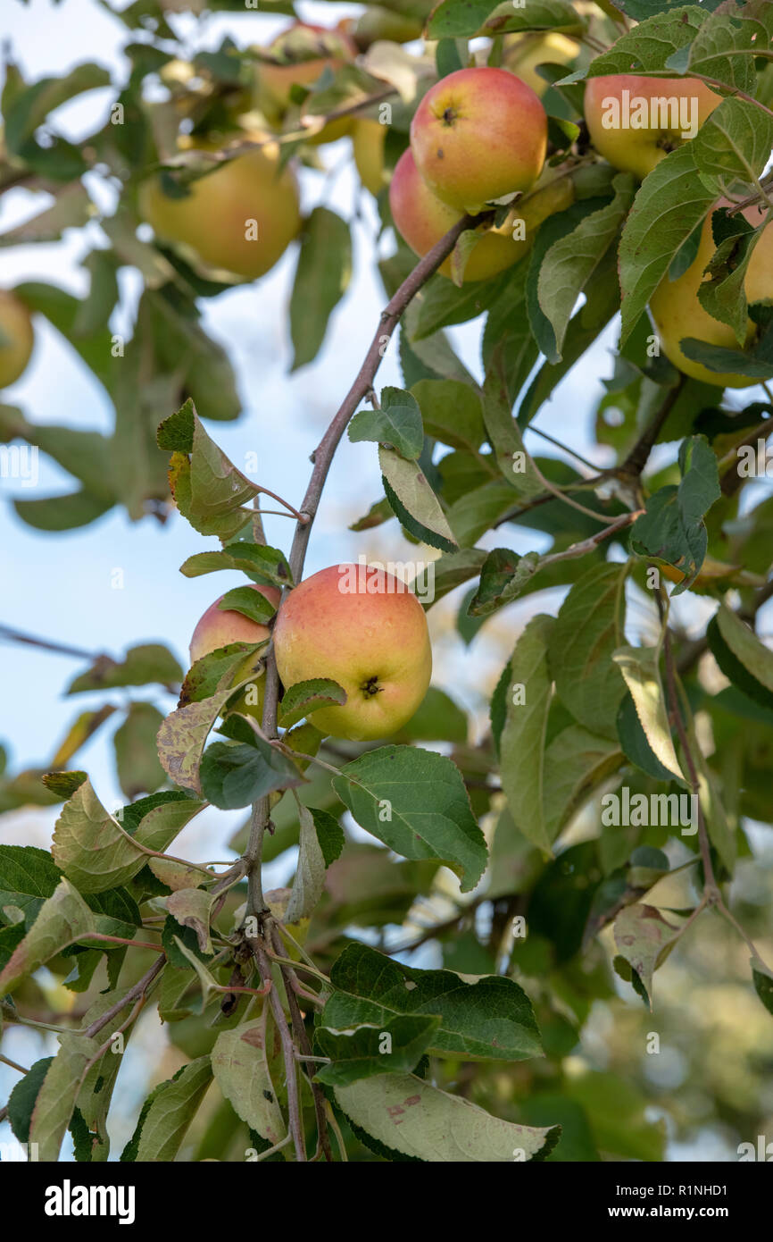 Malus Domestica. Alte englische pearmain Äpfel auf dem Baum im Herbst. Großbritannien Stockfoto
