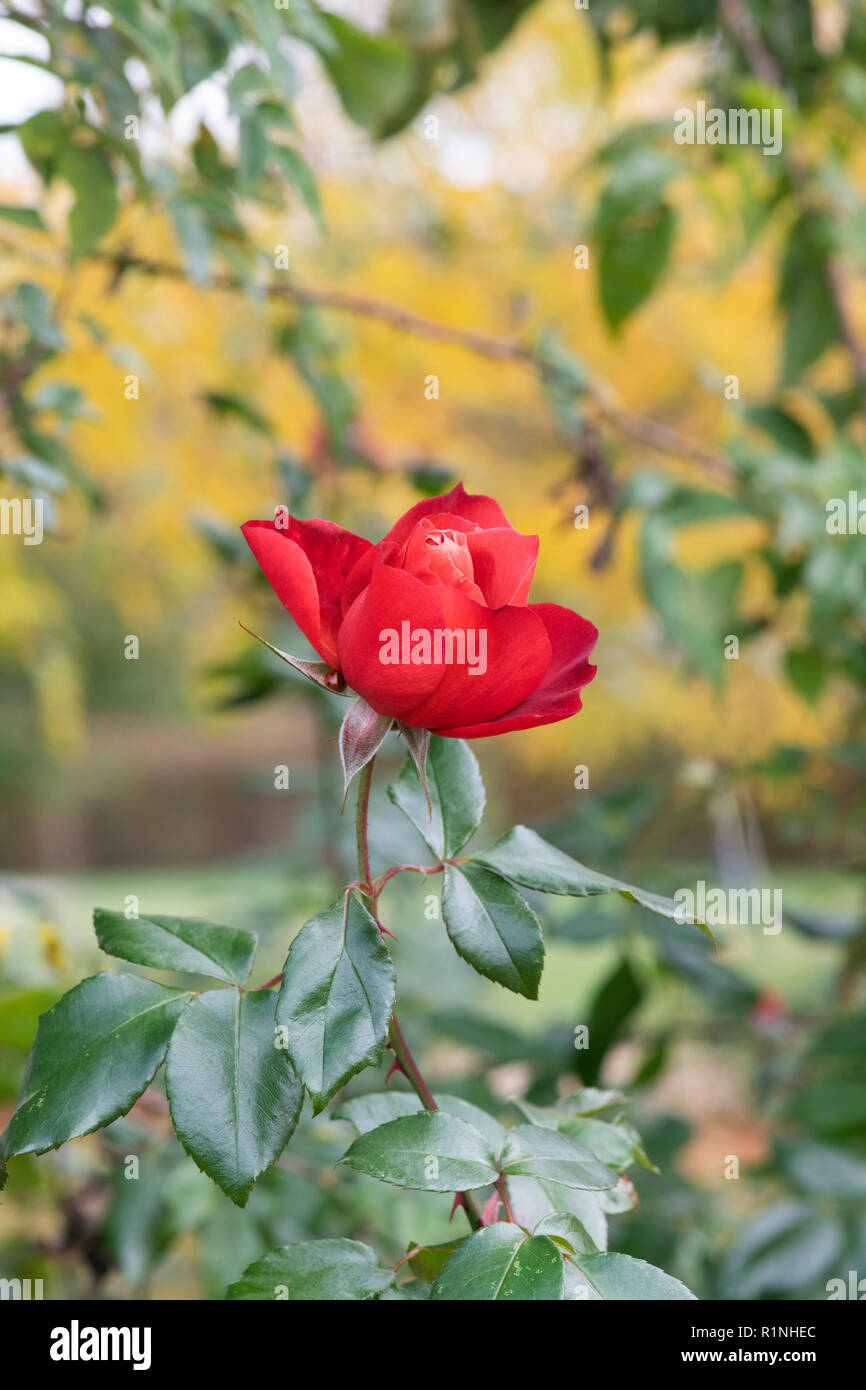 Rosa "Heiße Schokolade"/Wekpaltlez. Floribunda rose. Großbritannien Stockfoto
