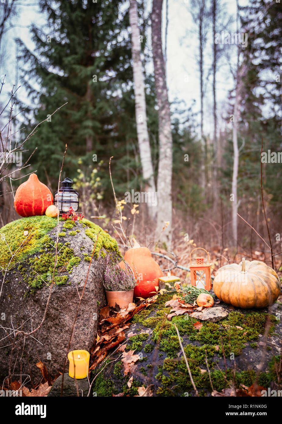 Herbst Komposition mit orange Kürbisse, Kerze, Laternen, Heidekraut Blume, Äpfel, in Wald im Freien im Herbst Tag. Stockfoto