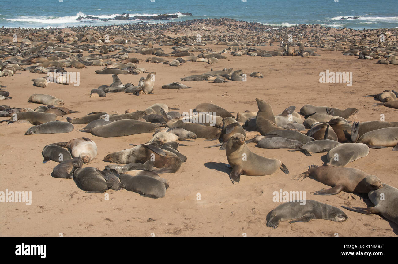 Kolonie kap Pelzrobben, Arctocephalus pusillus, in Namibia Stockfoto