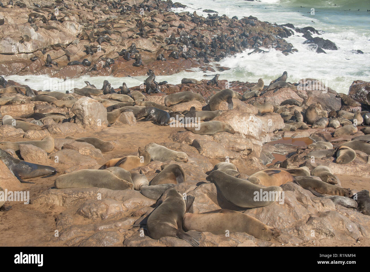 Kolonie kap Pelzrobben, Arctocephalus pusillus, in Namibia Stockfoto