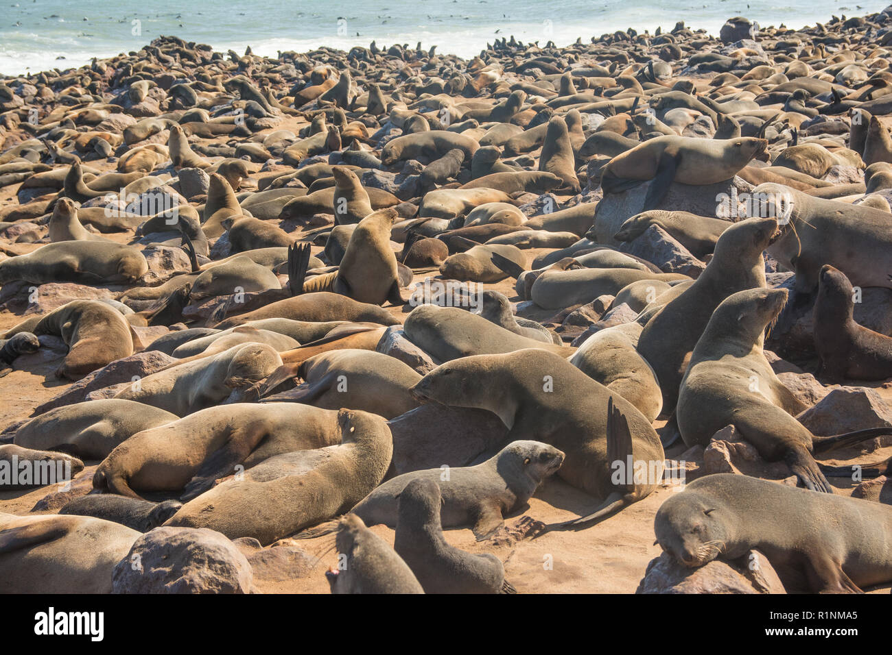 Kolonie kap Pelzrobben, Arctocephalus pusillus, in Namibia Stockfoto