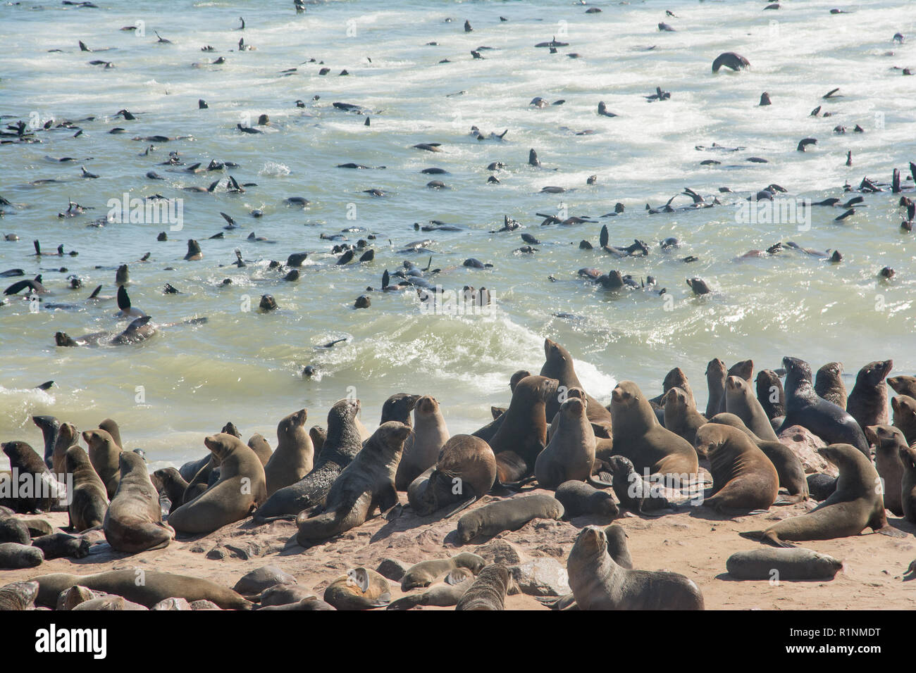 Kolonie kap Pelzrobben, Arctocephalus pusillus, in Namibia Stockfoto
