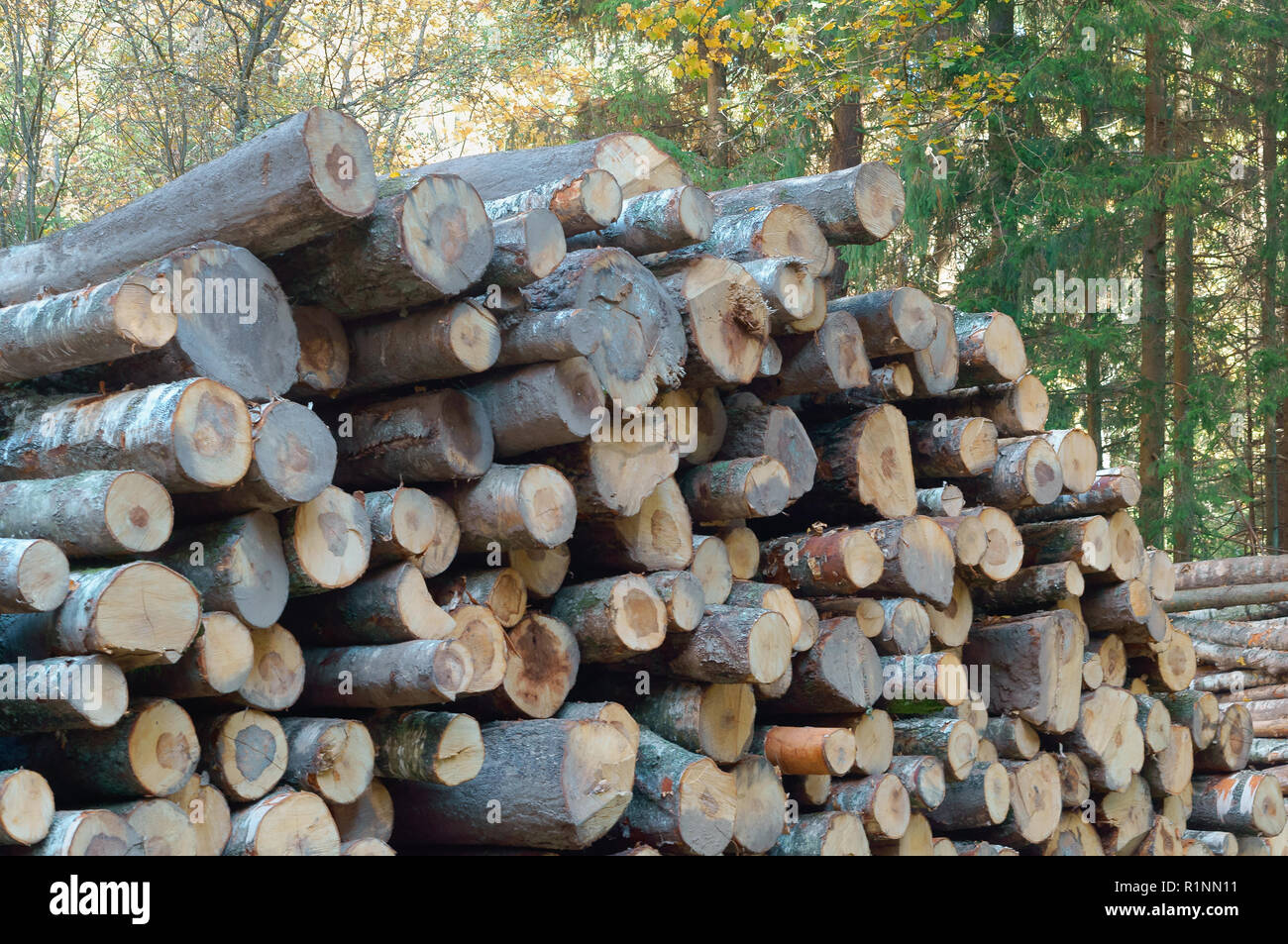 Entwaldung Entwaldung, gefällte Baumstämme, logs übereinander gestapelt Stockfoto