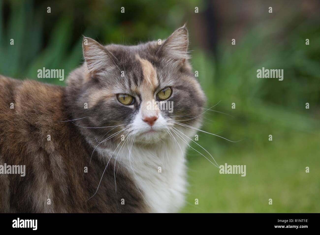 Cat Dusky Flauschige Stockfoto