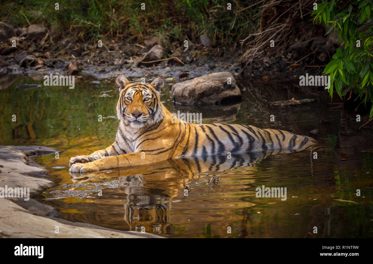 Alert weiblich (tigerin) Bengal Tiger (Panthera tigris) zur Abkühlung in Wasser mit Reflexion, Ranthambore Nationalpark, Rajasthan, Nordindien Stockfoto