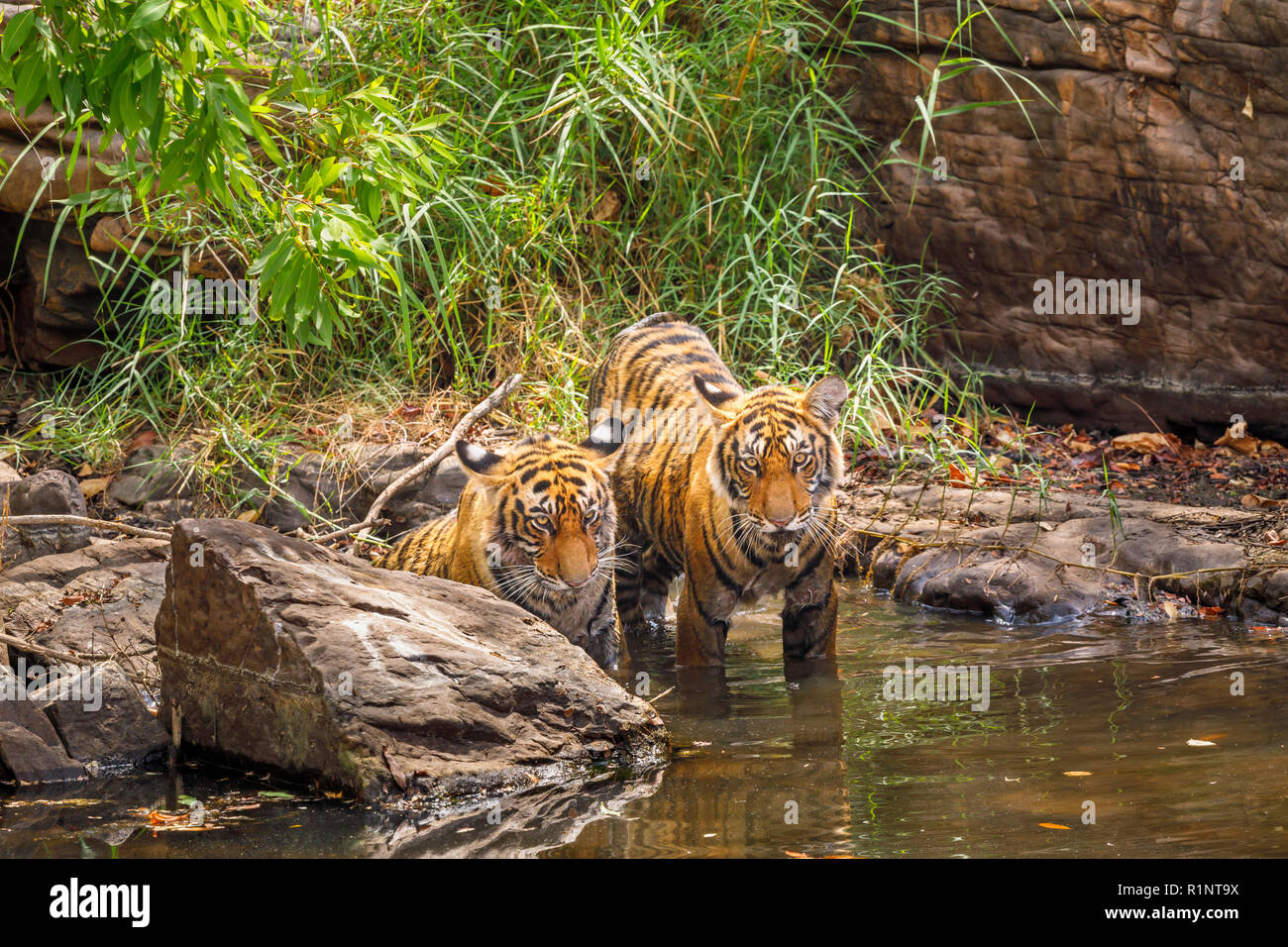Zwei Bengal Tiger (Panthera tigris) Jungen im Wasser stehend, Blickkontakt mit der Kamera, Ranthambore Nationalpark, Rajasthan, Nordindien Stockfoto