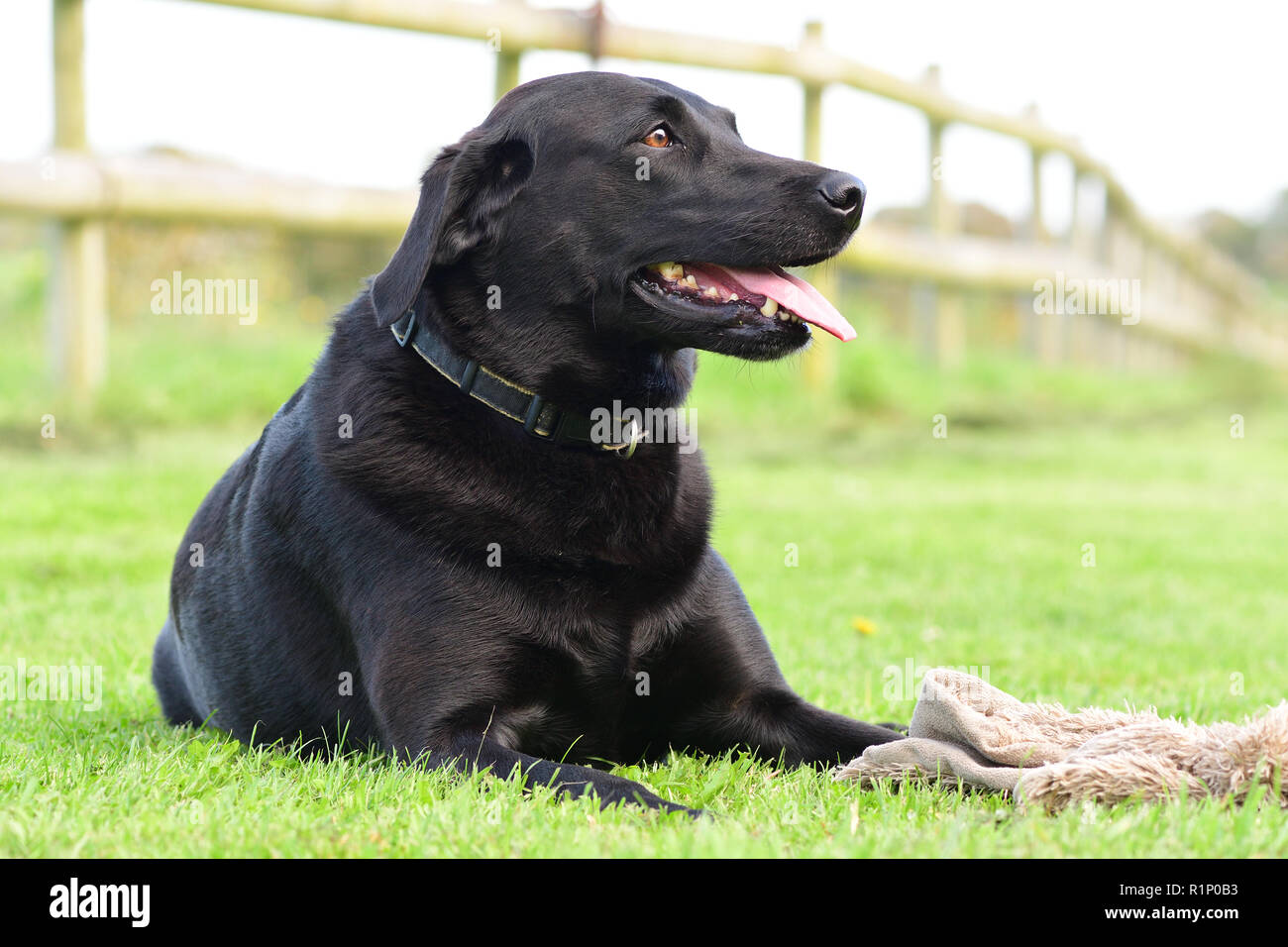 black labrador soft toy