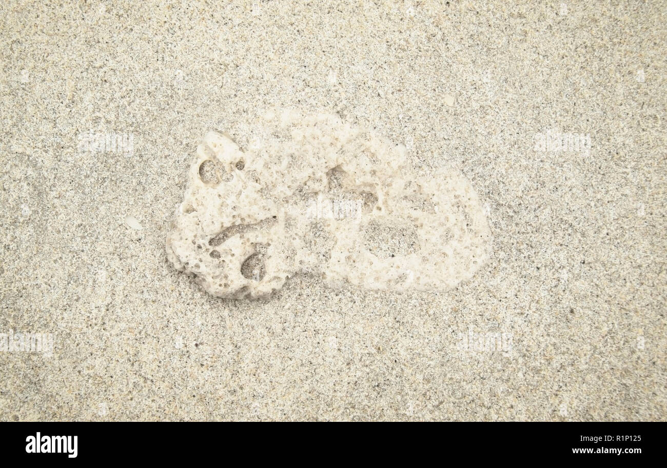 Fragmente einer Shell liegen am Strand Stockfoto