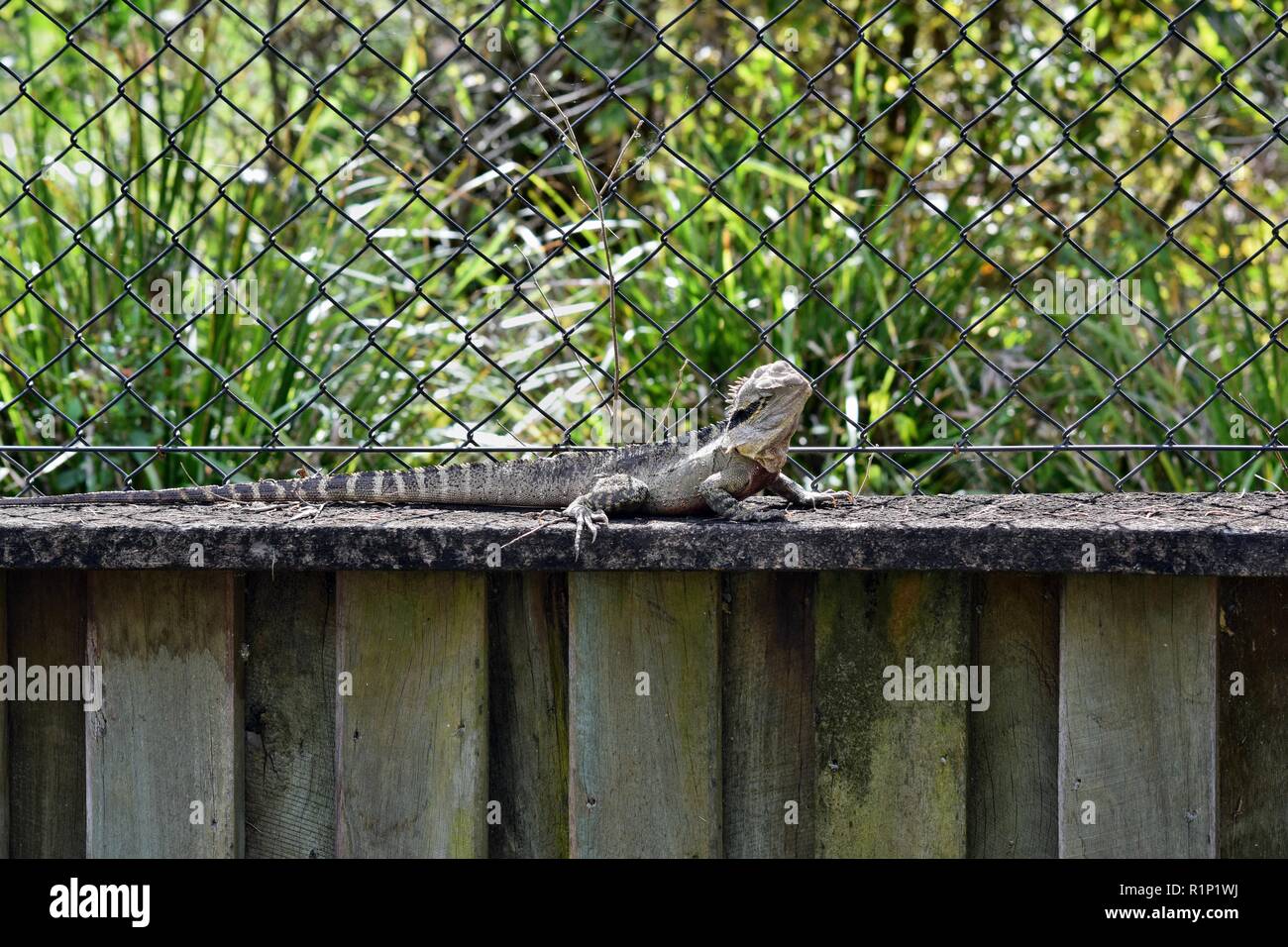 Die australische Eidechse eastern Water Dragon (Physignathus lesueurii) auf Zaun von Noosa National Park, Sunshine Coast, Queensland, Australien Stockfoto