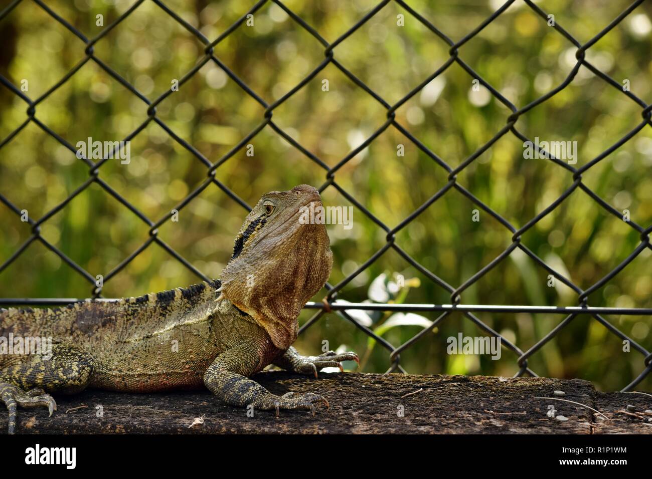 Die australische Eidechse eastern Water Dragon (Physignathus lesueurii) auf Zaun von Noosa National Park, Sunshine Coast, Queensland, Australien Stockfoto