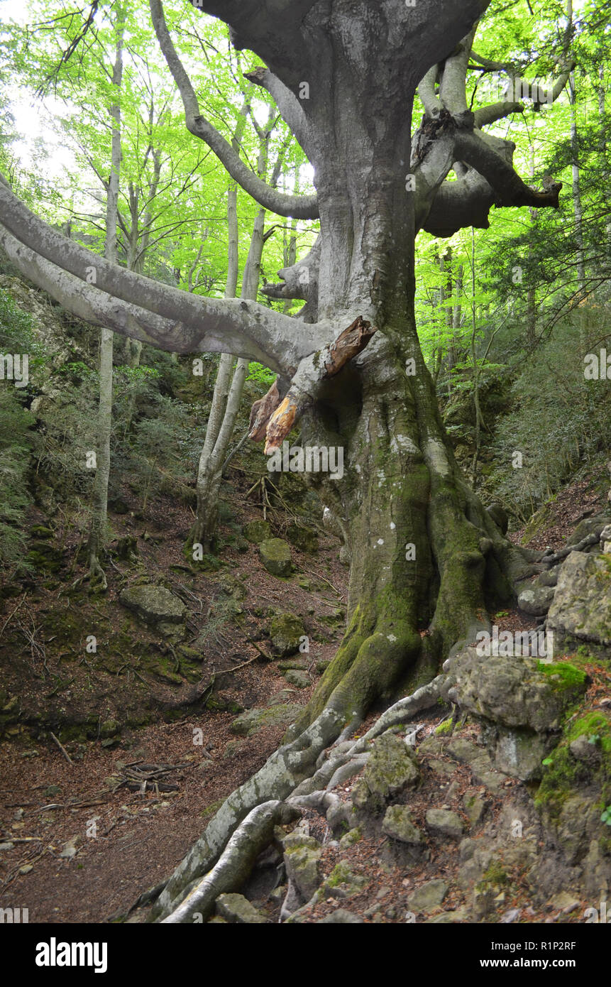 Die "Vater Buche" (Faig Pare), eine 250 Jahre alte Buche in die Fageda del Retaule Nature Reserve, Els Ports massiv (Tarragona, Katalonien) Stockfoto