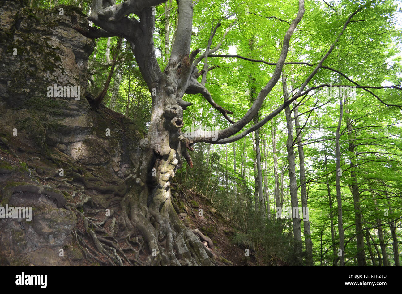 Die "Vater Buche" (Faig Pare), eine 250 Jahre alte Buche in die Fageda del Retaule Nature Reserve, Els Ports massiv (Tarragona, Katalonien) Stockfoto