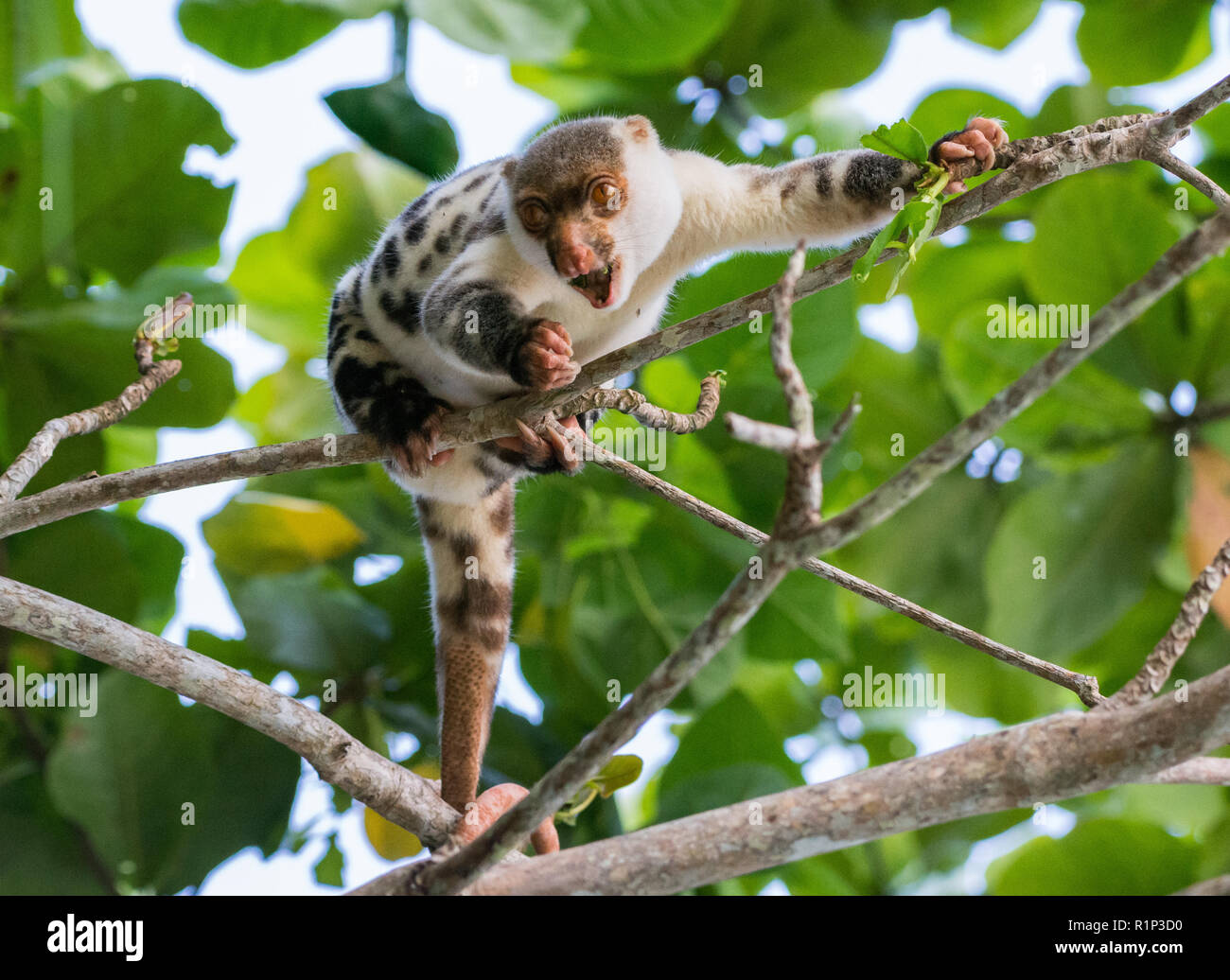 Waigeo Rats Waigeou entdeckte cuscus -Fotos und -Bildmaterial in hoher Auflösung ...