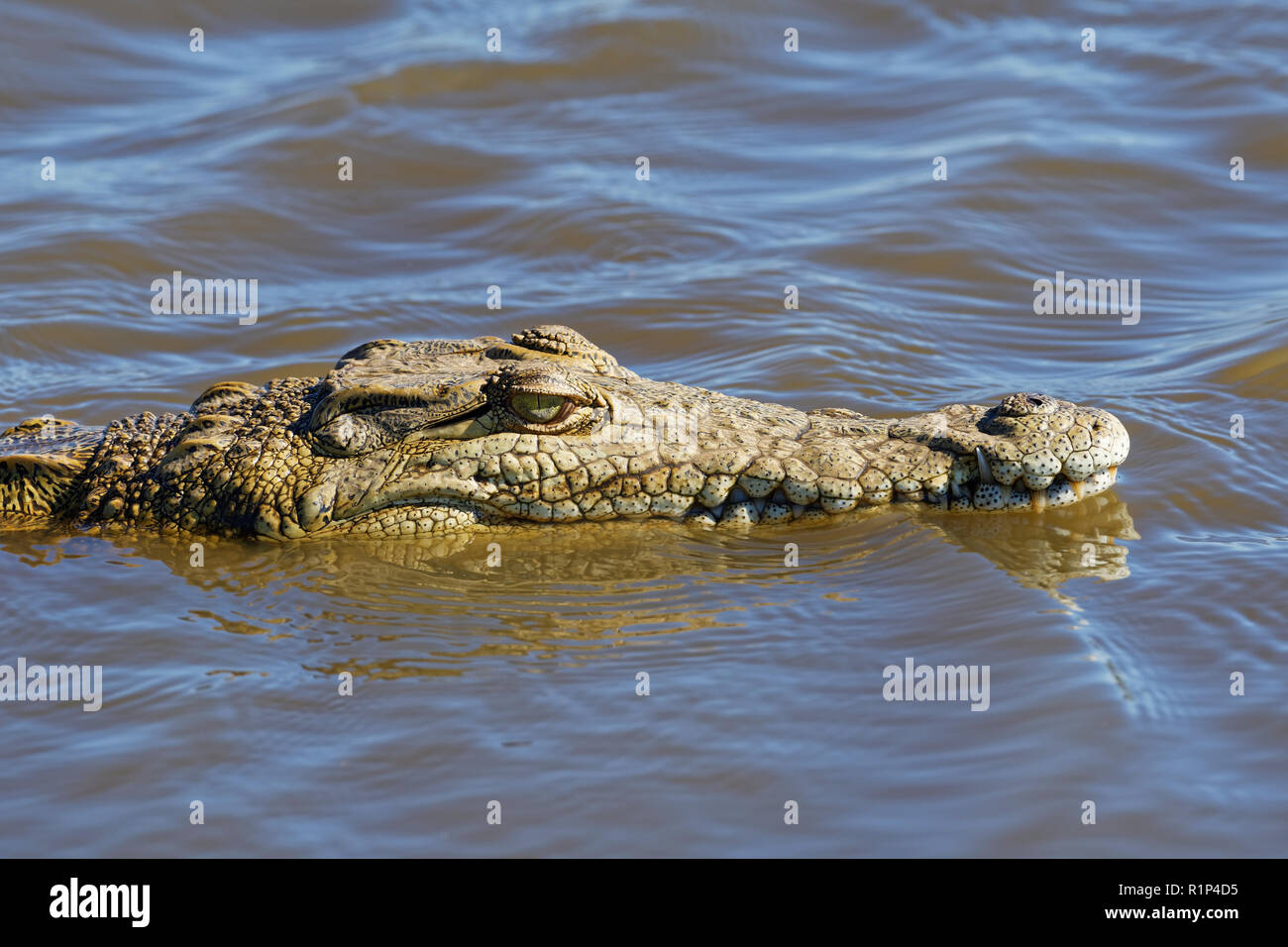 Nilkrokodil (Crocodylus niloticus) in Wasser, Sonnenuntergang Dam, Kruger National Park, Mpumalanga, Südafrika, Afrika Stockfoto