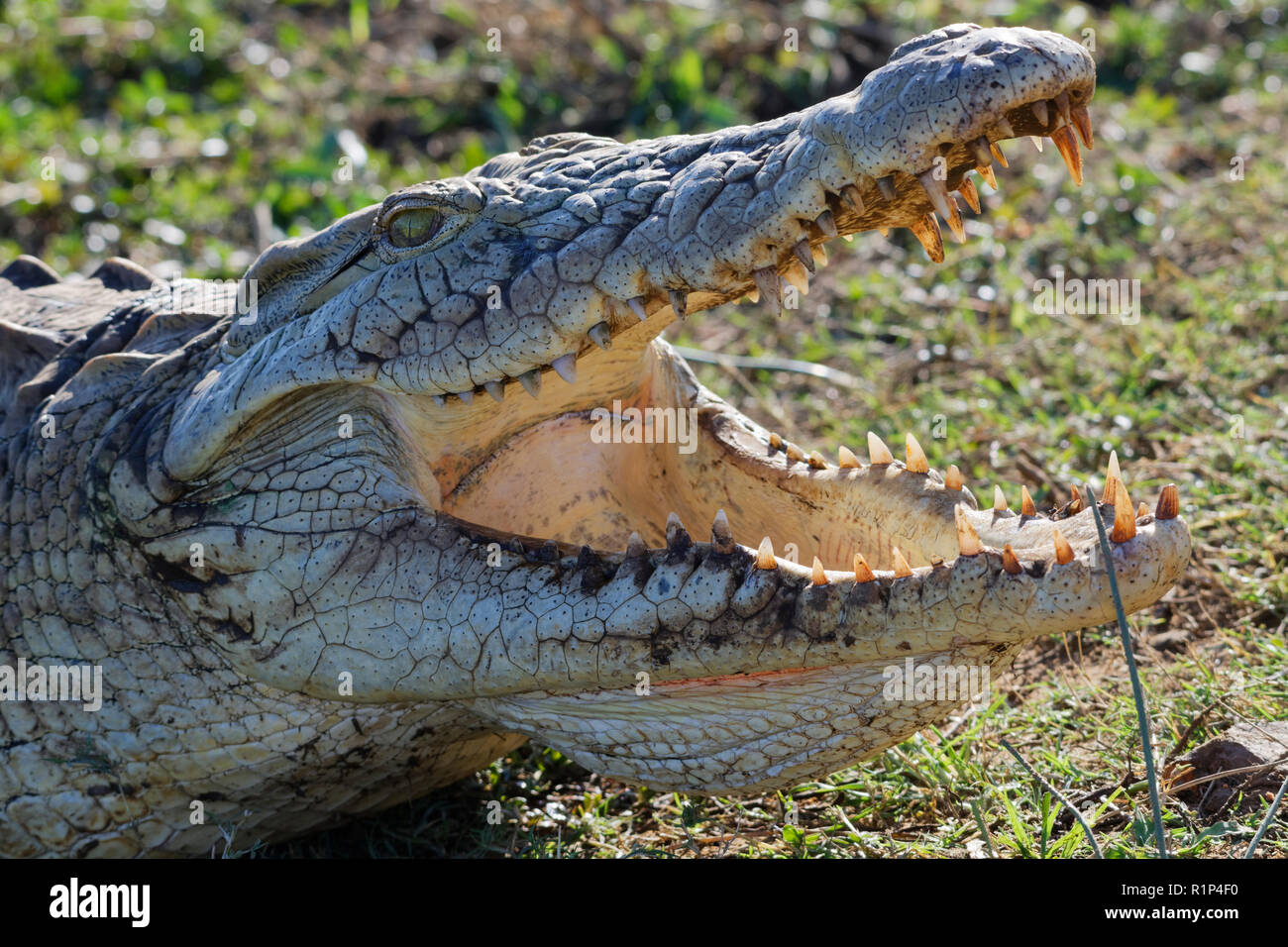 Nilkrokodil (Crocodylus niloticus), klaffenden Mund weit geöffnet für die thermoregulation, auf der Bank, Sonnenuntergang Dam, Krüger Nationalpark, Südafrika, Afrika Stockfoto