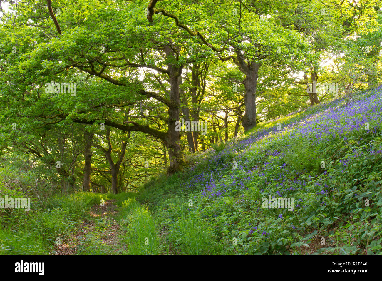 Trauben-eiche (Quercus pontica) Wald. Im Frühjahr mit Glockenblumen (Hyacinthoides non-scripta) Blühende. Powys, Wales. Mai. Stockfoto