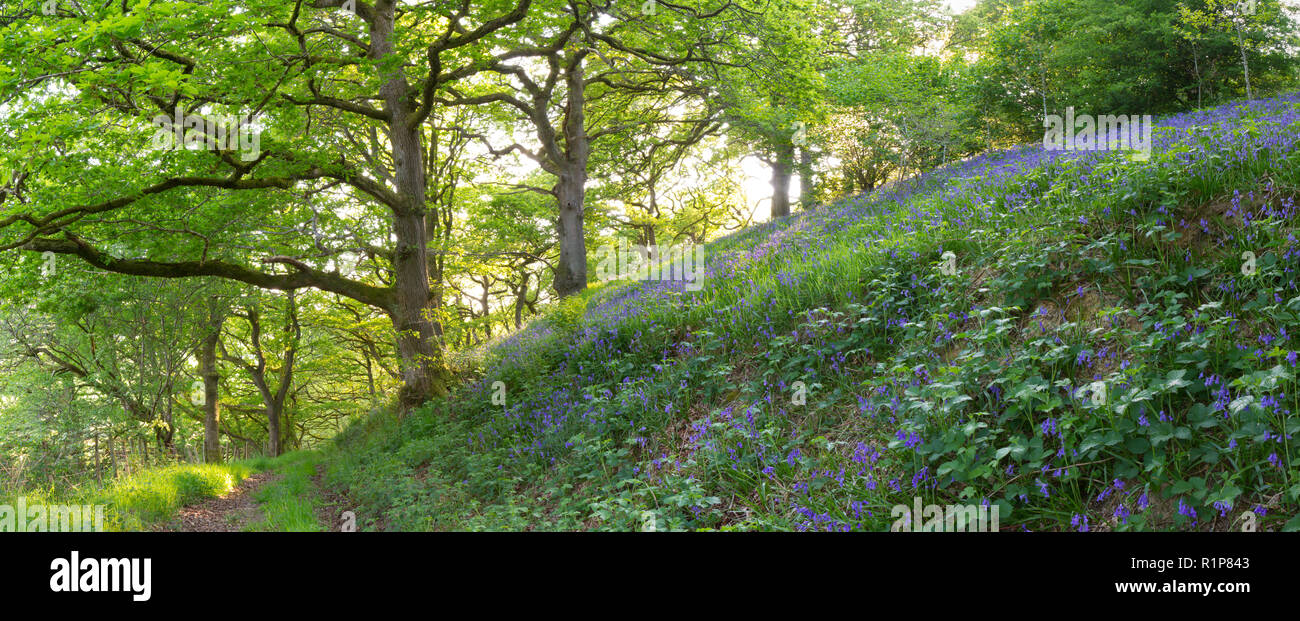 Trauben-eiche (Quercus pontica) woodland Panorama im Frühling mit Glockenblumen (Hyacinthoides non-scripta) Blühende. Powys, Wales. Mai. Stockfoto