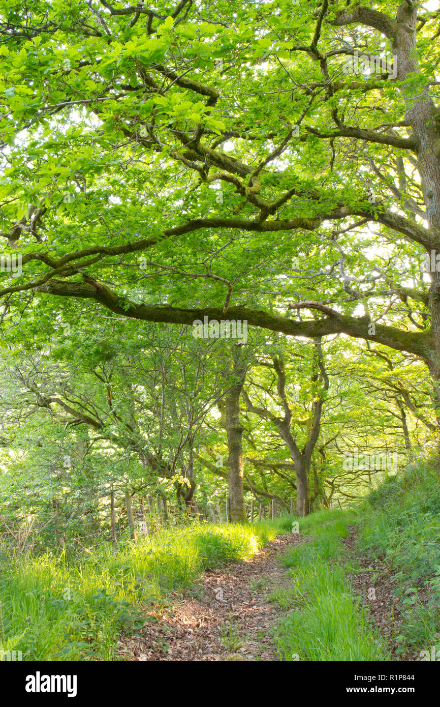 Pfad durch Trauben-eiche (Quercus pontica) Wald. im Frühjahr. Powys, Wales. Mai. Stockfoto