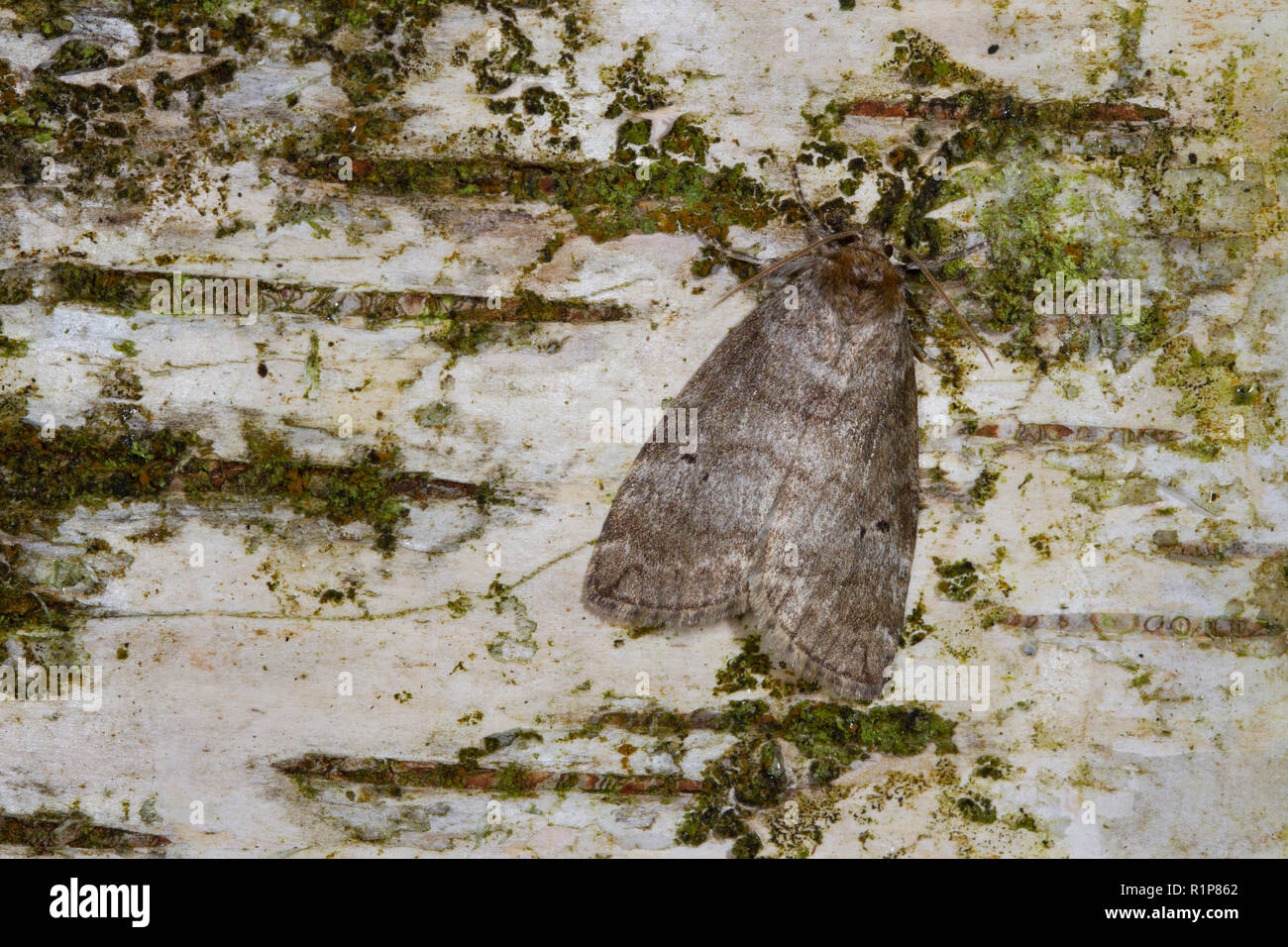 Gemeinsame (Ochropacha duplaris Lutestring) erwachsenen Motten ruht auf die Rinde der Birke. Powys, Wales. Mai. Stockfoto