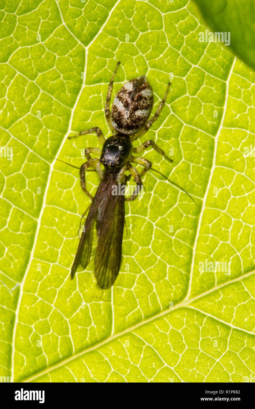 Zebra jumping Spider (Salticus scenicus) Fütterung auf ein caddis Fliegen auf einem Blatt. Powys, Wales. Juni. Stockfoto