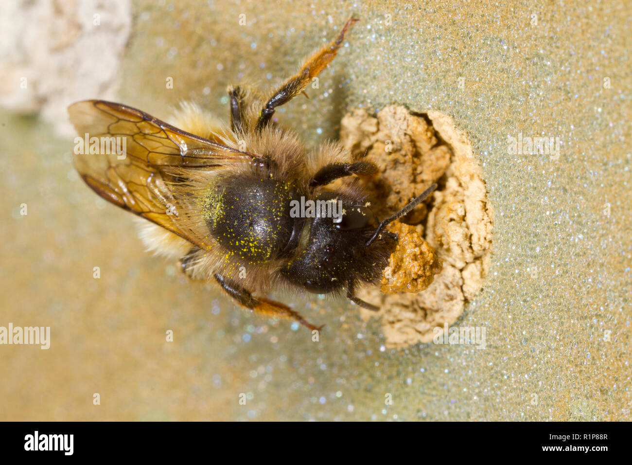 Red Mason Bee (Osmia bicornis) erwachsenen weiblichen Abdichtung ihr Nest mit Schlamm. Powys, Wales. Juni. Stockfoto