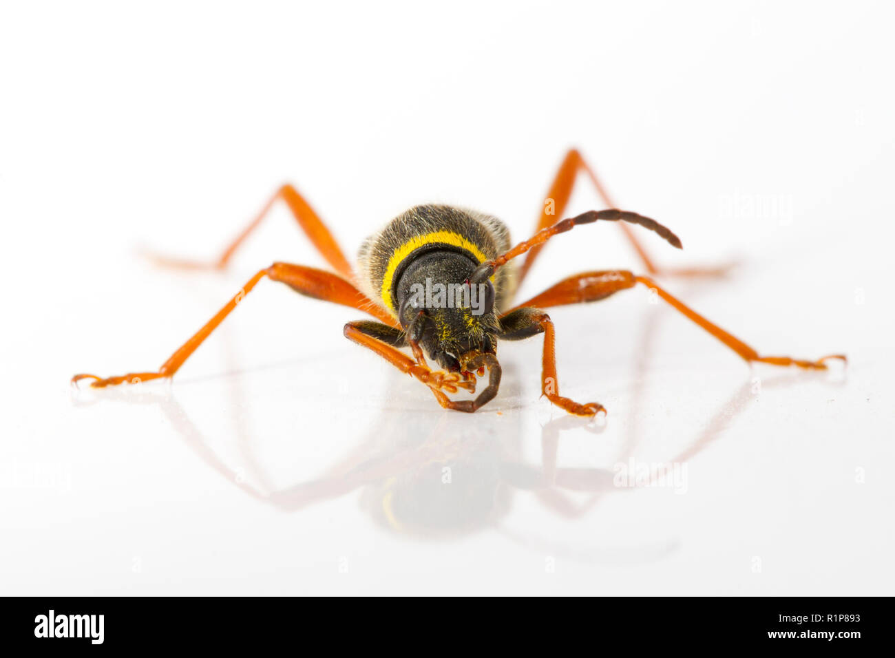 Wasp Käfer (Clytus arietis) Erwachsenen, live Insekt auf weißem Hintergrund fotografiert. Powys, Wales. Juni. Stockfoto