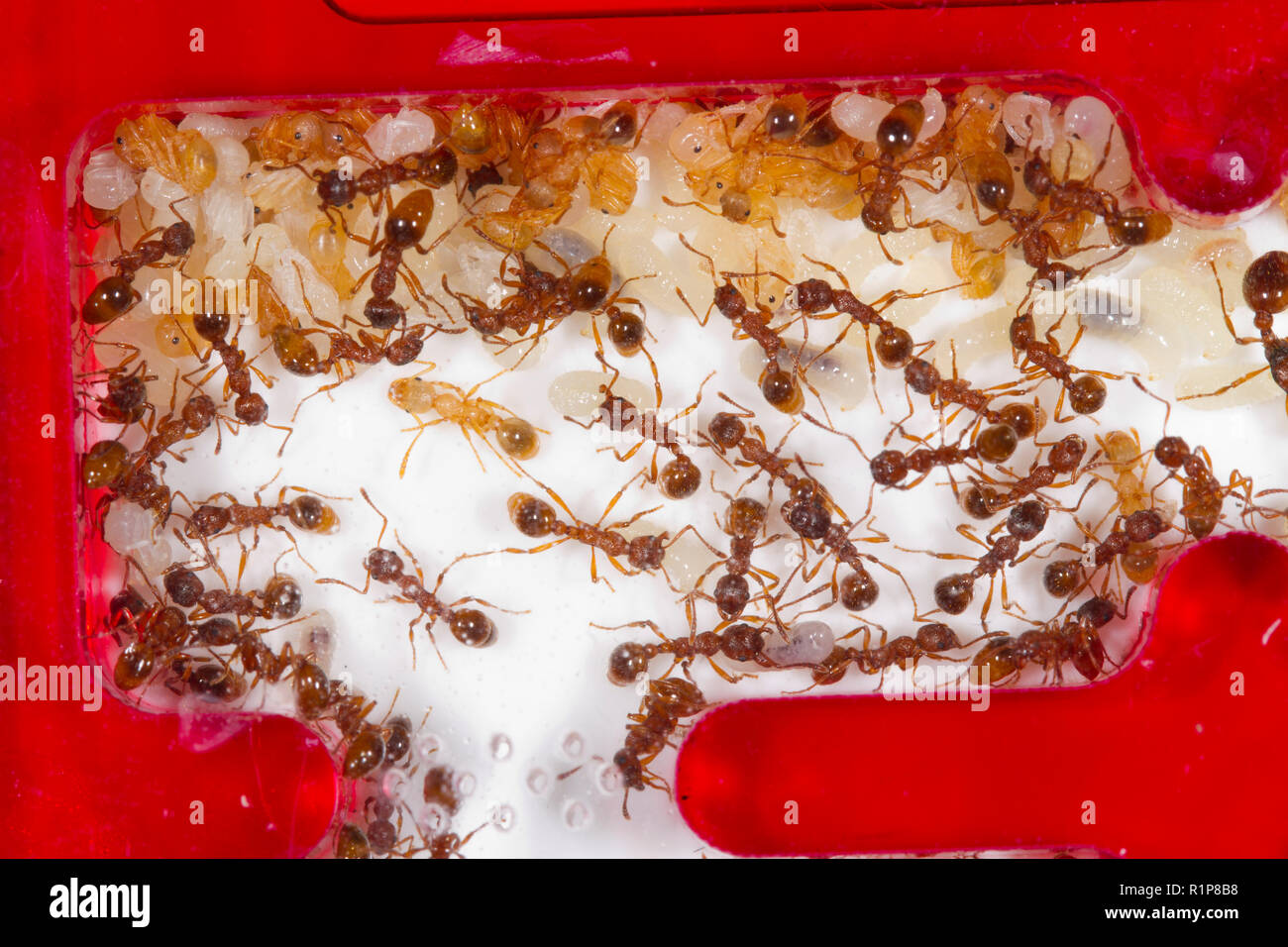 Red Ant (Myrmica rubra) Kolonie in einem Acryl Ant's Nest. Arbeitnehmer mit verschiedenen Phasen der Brut von Larven, Puppen. Wales, Großbritannien. Stockfoto