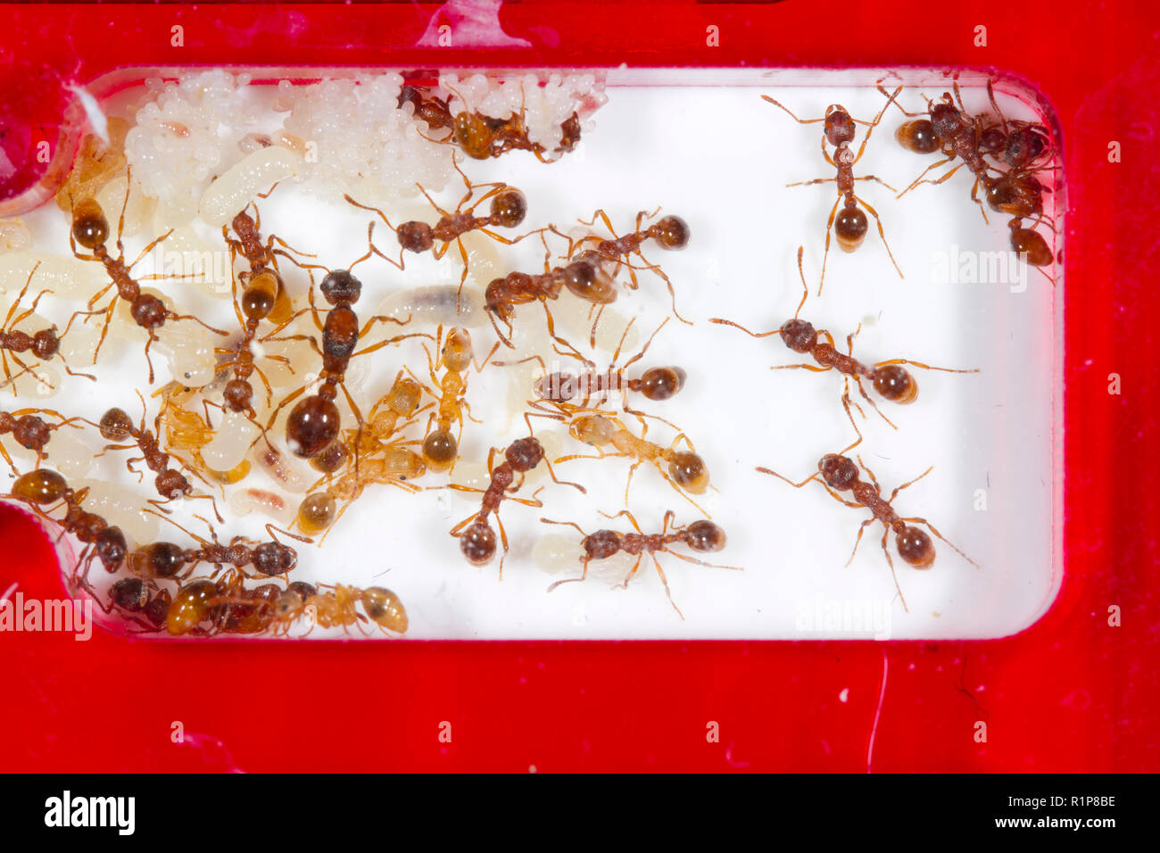 Red Ant (Myrmica rubra) Kolonie in einem Acryl Ant's Nest. Die Arbeitnehmer und die Königin mit den verschiedenen Stadien des Brut von Eiern und Larven, Puppen. Wales, Großbritannien. Stockfoto