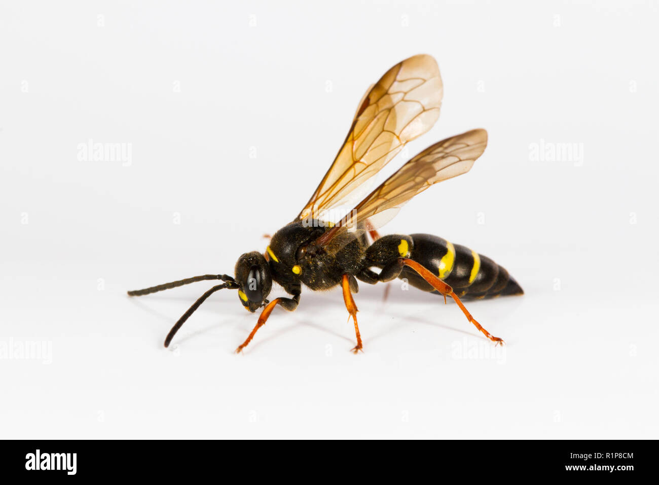 Feld Digger Wasp (Argogorytes mystaceus) erwachsenen Frauen. Live Insekt fotografiert auf einem weißen Hintergrund. Powys, Wales. Juni. Stockfoto