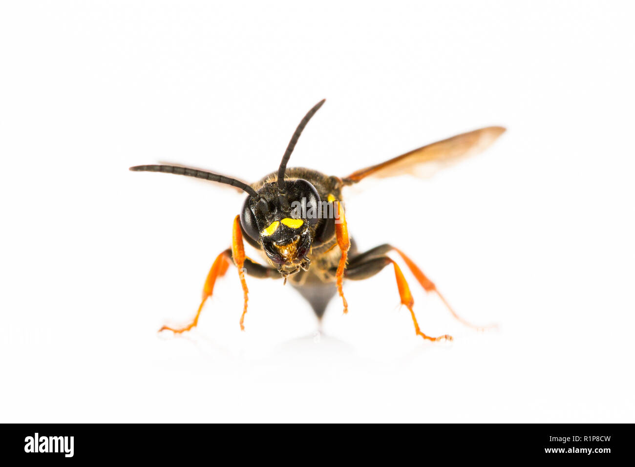 Feld Digger Wasp (Argogorytes mystaceus) erwachsenen Frauen. Live Insekt fotografiert auf einem weißen Hintergrund. Powys, Wales. Juni. Stockfoto