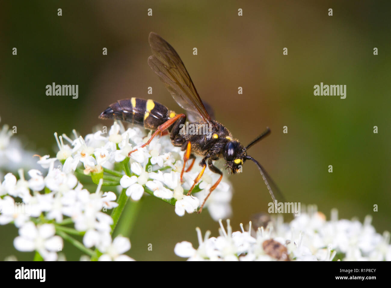 Feld Digger Wasp (Argogorytes mystaceus) erwachsenen weiblichen Fütterung auf Elder Boden Blumen in einem Garten. Powys, Wales. Juni. Stockfoto