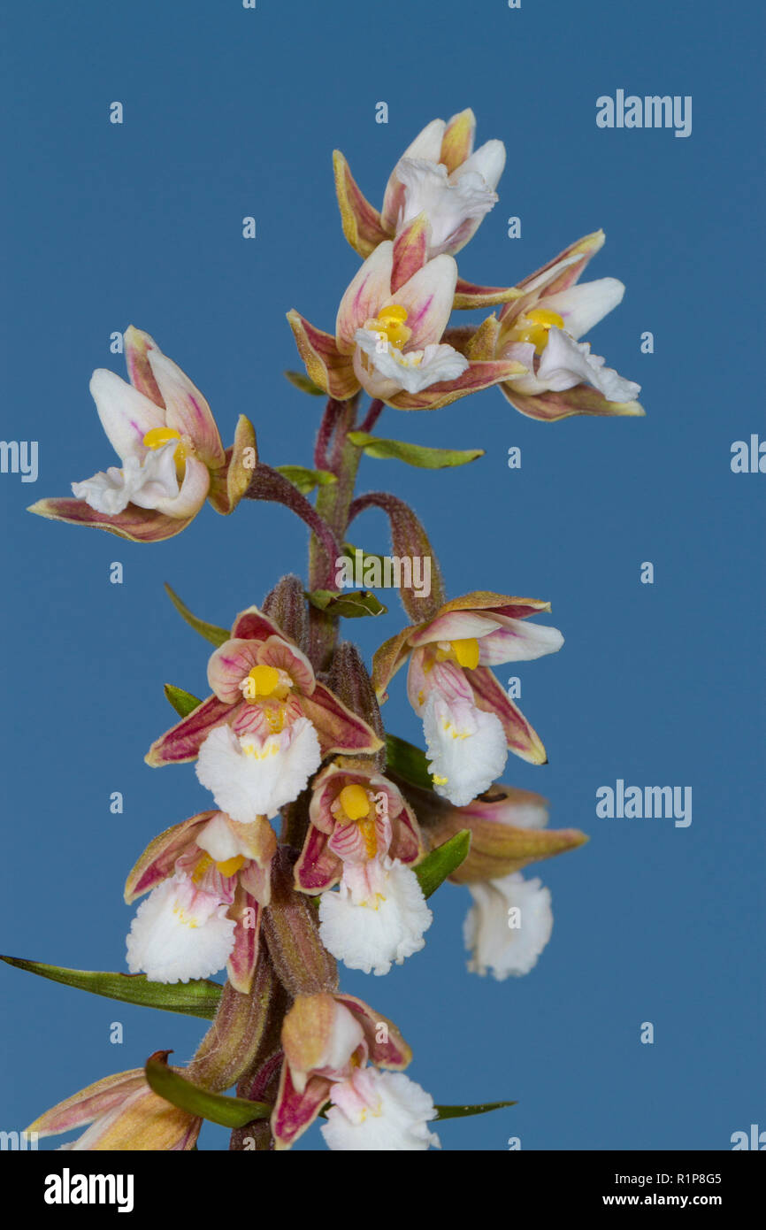 Nahaufnahmen von Blumen von Marsh Waldvögelein (Epipactis palustris). Tywyn Aberffraw, Anglesey, Wales. Juli. Stockfoto