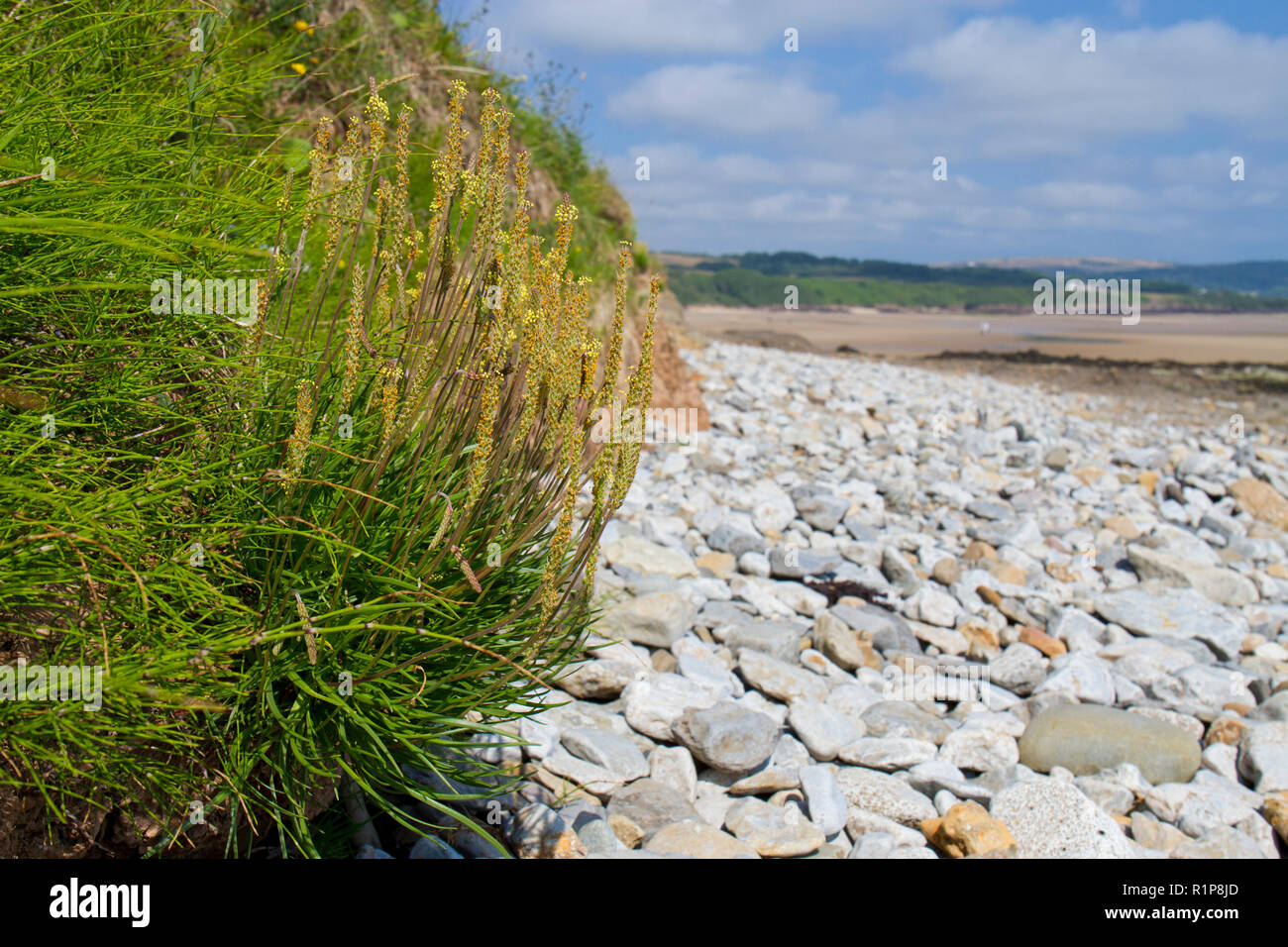 Meer Wegerich (Plantago maritima) Blüte an der Unterseite eines Sea Cliff. Anglesey, Wales. Juli. Stockfoto