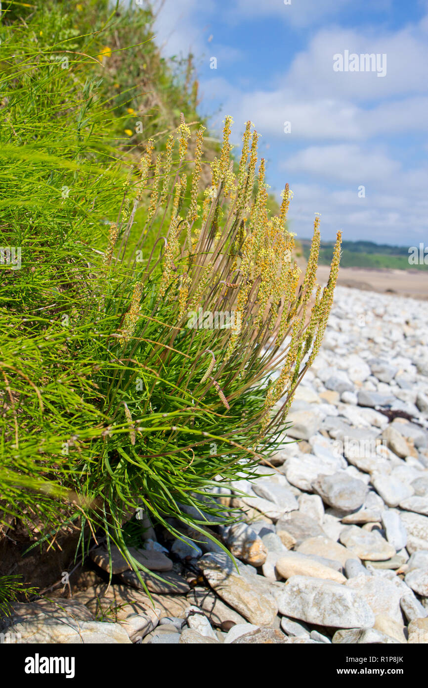 Meer Wegerich (Plantago maritima) Blüte an der Unterseite eines Sea Cliff. Anglesey, Wales. Juli. Stockfoto