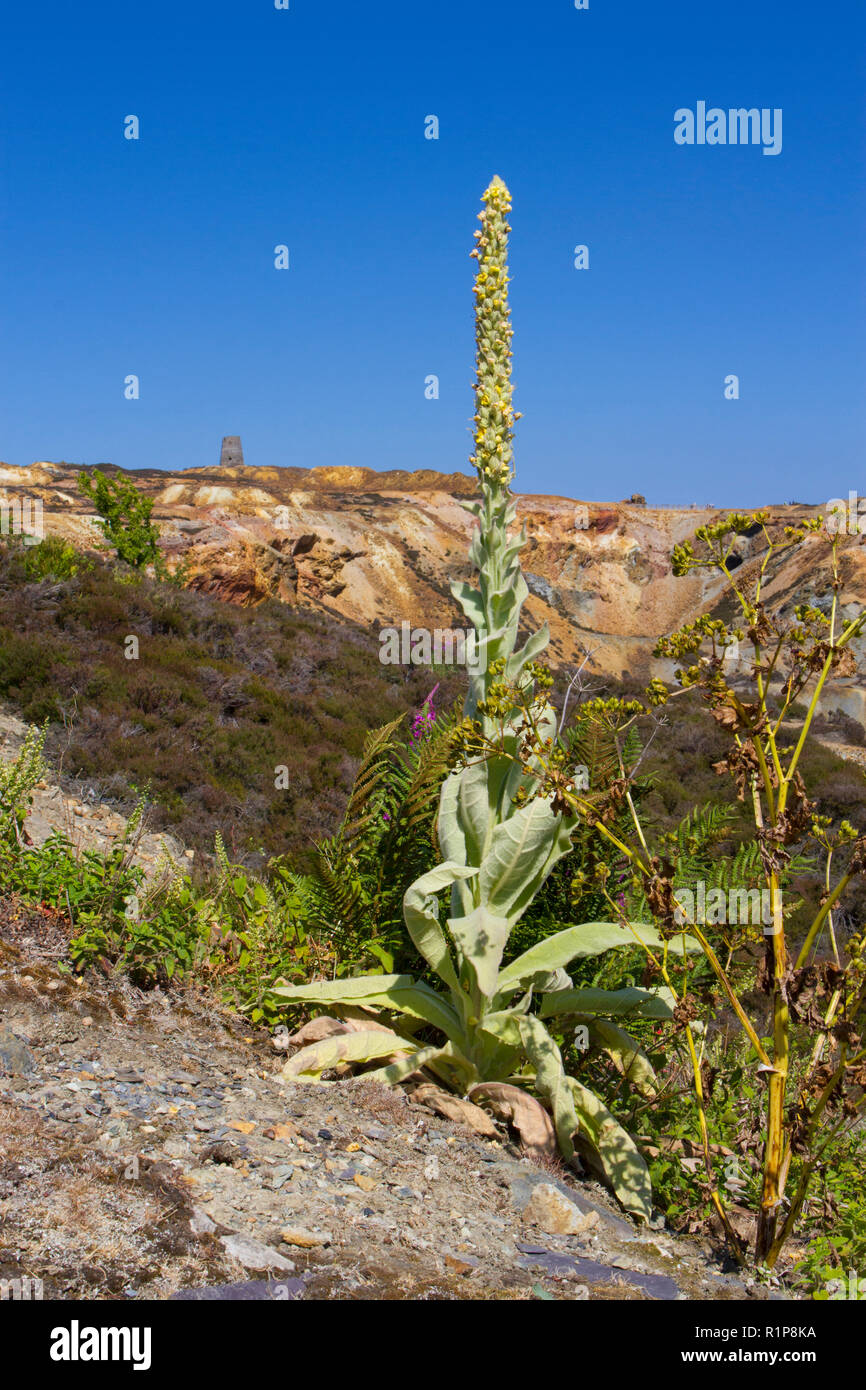 Große Königskerze (molène thapsus) blühen Parys Mountain Kupfermine, Holyhead, Anglsey, Wales. Juli. Stockfoto