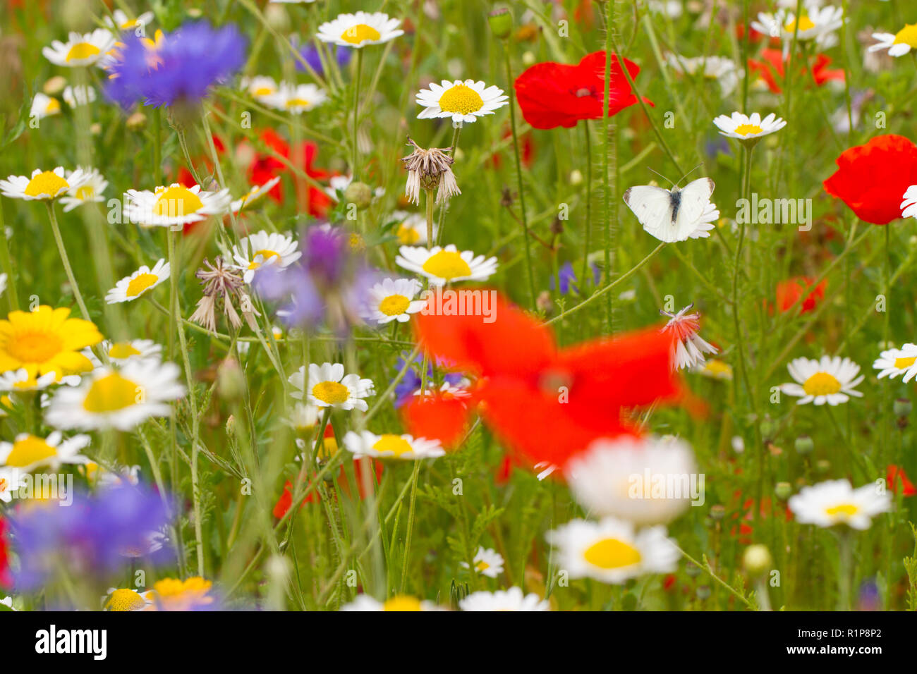 Kleine Weiße (Pieris rapae) erwachsene Schmetterling in einem "WILDFLOWER" Mix in einem Garten ausruhen. Carmarthenshire, Wales. Juli. Stockfoto