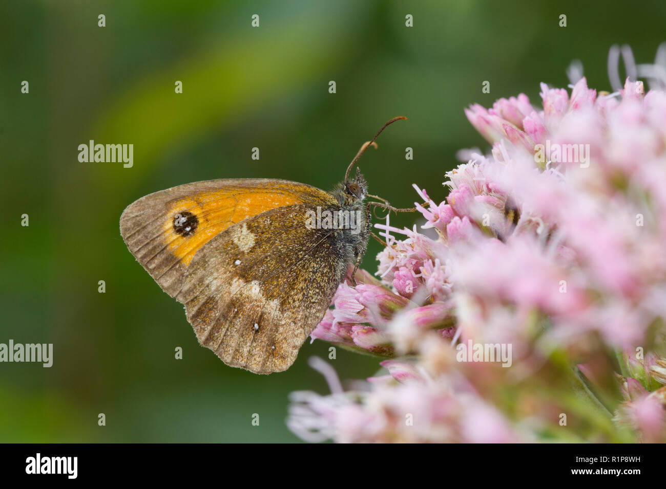Gatekeeper Schmetterling (pyronia Tithonus) erwachsenen männlichen Fütterung auf Hanf - agrimony (Eupatorium cannabinum) Blumen. Ceredigion, Wales. August. Stockfoto