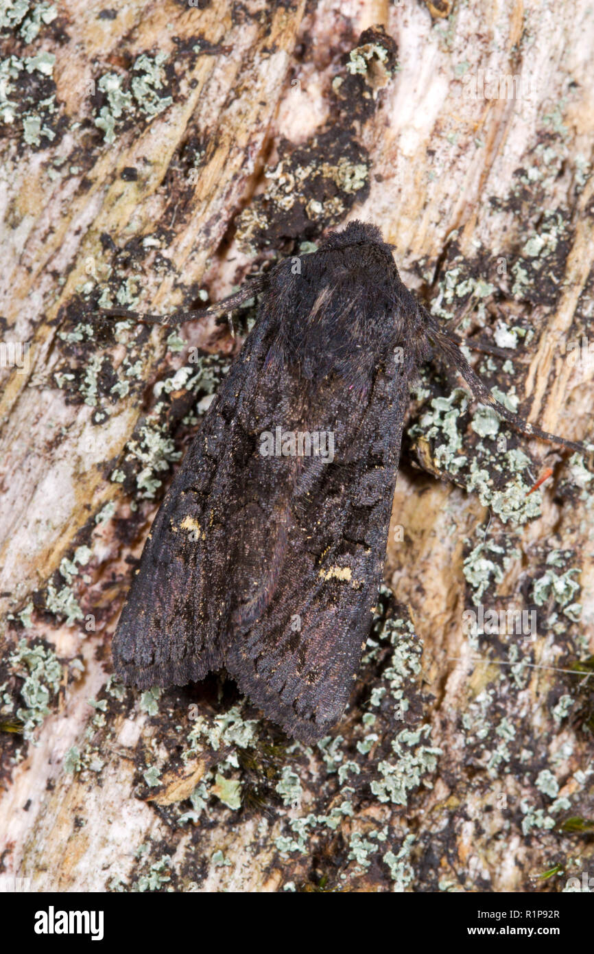Schwarz Rustikal (Aporophyla nigra) erwachsenen Motten ruht auf totem Holz. Powys, Wales. September. Stockfoto